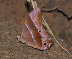 Lethe vindhya vindhya