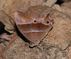 Lethe vindhya vindhya