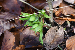 Helleborus viridis