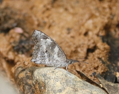 Libythea laius