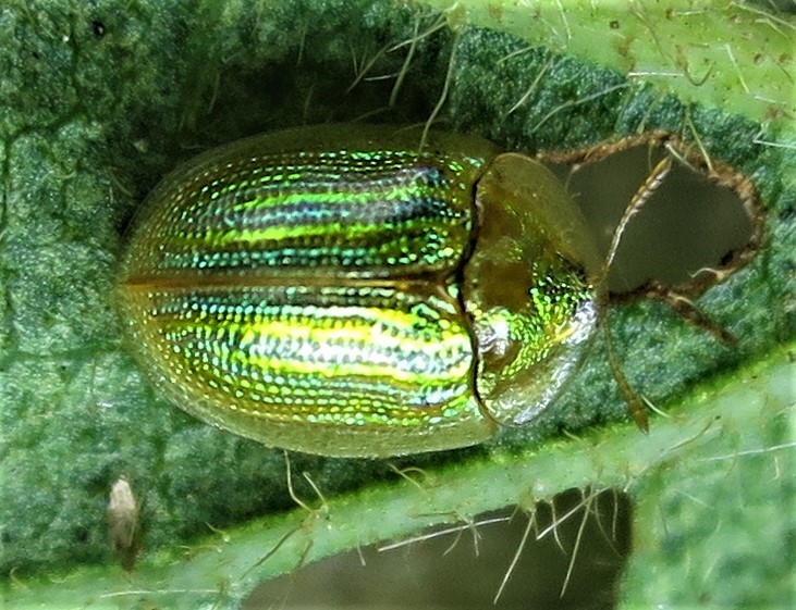 Chiridopsis convexula