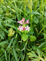 Silene aegyptiaca