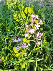 Silene aegyptiaca