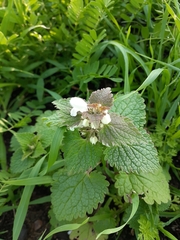 Lamium moschatum