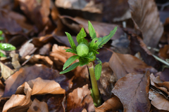 Helleborus viridis