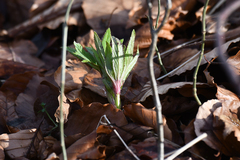 Helleborus viridis