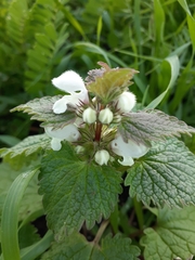 Lamium moschatum