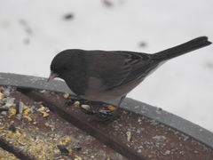 Junco hyemalis montanus