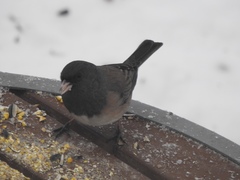 Junco hyemalis montanus