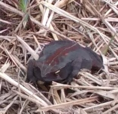 Rhinella ornata