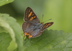 Cigaritis schistacea