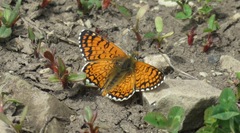 Melitaea cinxia