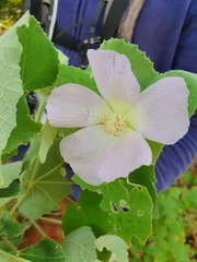 Abutilon leonardii