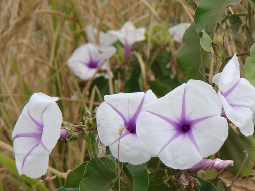 Ipomoea hildebrandtii, photograph 2