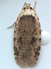 Agonopterix canadensis