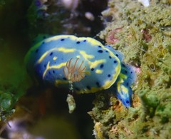 Hypselodoris festiva