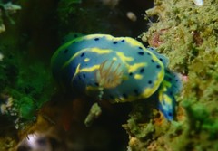 Hypselodoris festiva