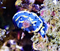 Hypselodoris festiva