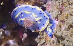 Hypselodoris festiva