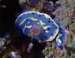 Hypselodoris festiva
