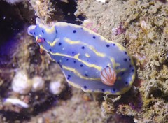 Hypselodoris festiva