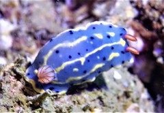 Hypselodoris festiva