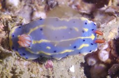 Hypselodoris festiva