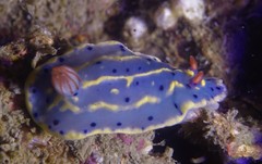 Hypselodoris festiva