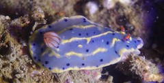 Hypselodoris festiva
