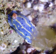 Hypselodoris festiva