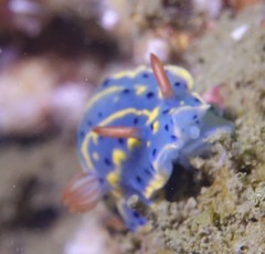 Hypselodoris festiva