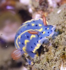 Hypselodoris festiva