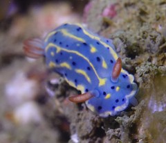 Hypselodoris festiva
