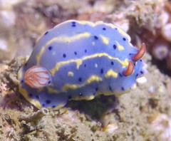 Hypselodoris festiva