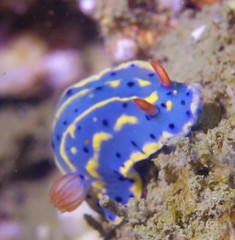 Hypselodoris festiva