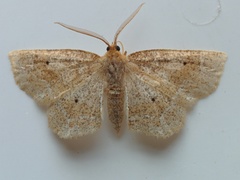 Metarranthis indeclinata