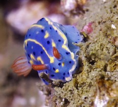 Hypselodoris festiva