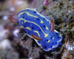 Hypselodoris festiva