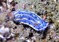 Hypselodoris festiva