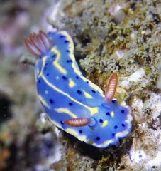 Hypselodoris festiva