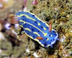 Hypselodoris festiva