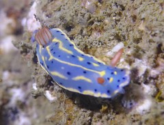 Hypselodoris festiva