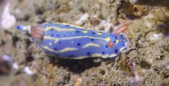 Hypselodoris festiva