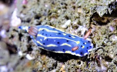 Hypselodoris festiva