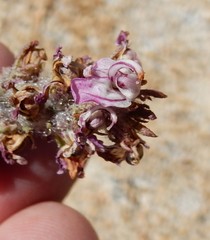Pedicularis attollens