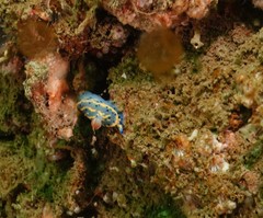 Hypselodoris festiva
