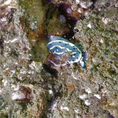 Hypselodoris festiva