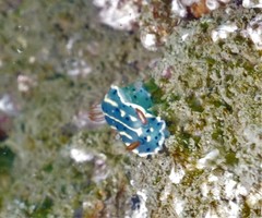 Hypselodoris festiva