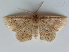 Metarranthis indeclinata