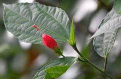 Malvaviscus arboreus drummondii